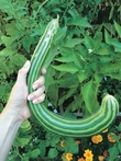 Armenian cucumber Painted Serpent