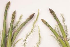 Asparagus spears and fronds