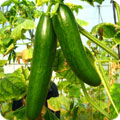 Beit Alpha type cucumber