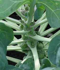 Brussels sprout plants