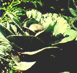 Cabbage plants