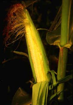 Corn cob on growing stalk.