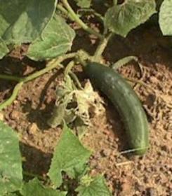 Cucumbers.