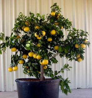 Containerized lemon tree