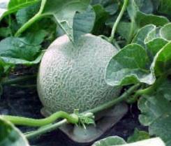 Growing melon.