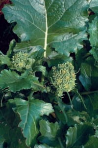 Broccoli raab, Quarantina