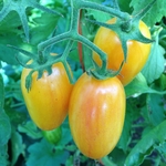 Blush tomatoes