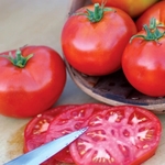 Burbank Slicing tomatoes