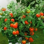 Bush Beefsteak tomatoes