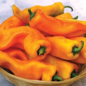 Gatherers’s Gold peppers.