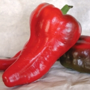 Italian Sweet peppers