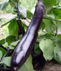 Eggplant Kurume Long.