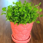 Pot of fenugreek seedlings