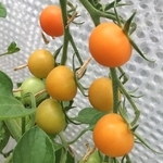 Orange Paruche tomatoes