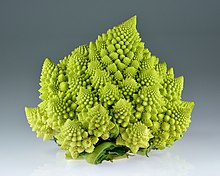 Romanesco Broccoli