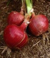 Rossa di Milano onions