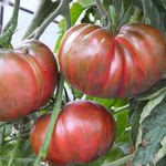 Tie Dye tomato