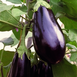 Eggplant Traviata.