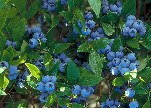 Liberty blueberries