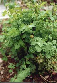 Salad burnet plant