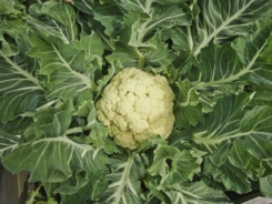 Galleon Cauliflower.