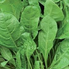 Verde Da Taglio Swiss chard