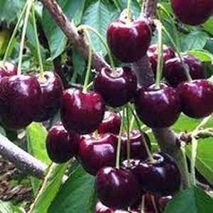 Lapins cherries