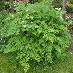 Chervil plant