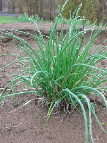 Chives growing