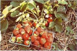 Common strawberries