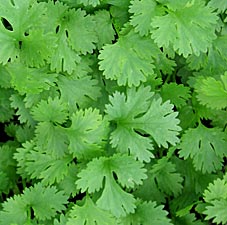 Leaf coriander, a.k.a. cilantro