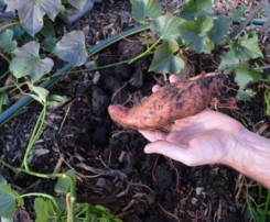 Covington sweet-potato plant.