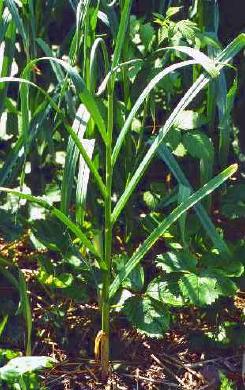 Garlic growing.