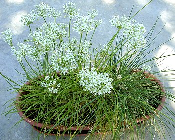 Garlic chives growing