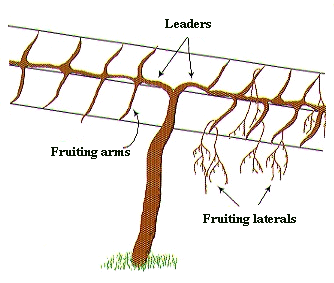 Kiwi trellis design