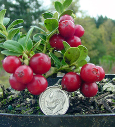 lingonberries