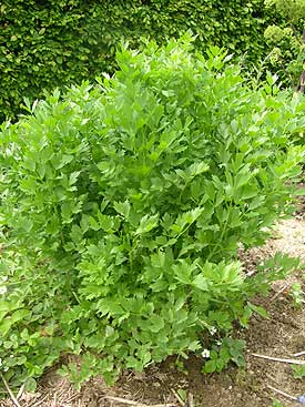 Lovage plant