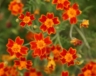 some multi-colored marigolds