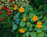 some multi-colored nasturtiums