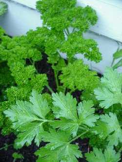 Parsley plant