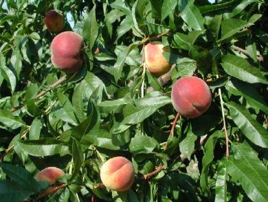 Growing Peaches and Nectarines in the Home Landscape