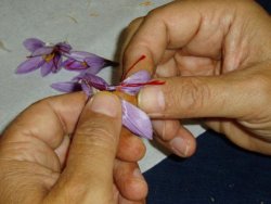 Saffron thread-picking