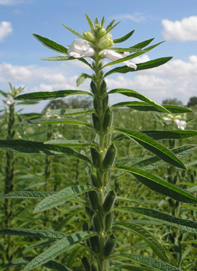 Flowering Sesame plant