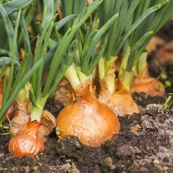 Shallots Are Onions' Cute Little Cousins