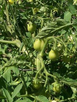 Green (growing) tomatoes